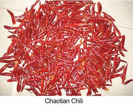 Chaotian Chili