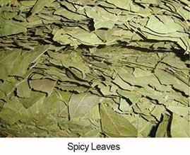 Spicy  Leaves